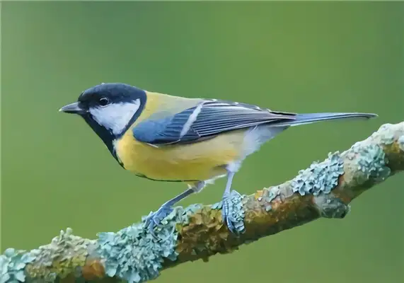 Big tits ID