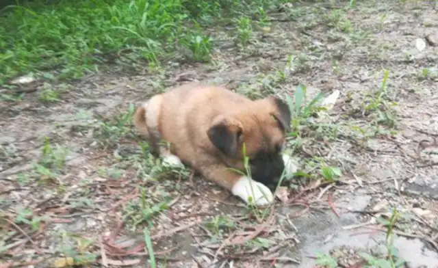 The girls found two stray dogs in the mountains after passing by
