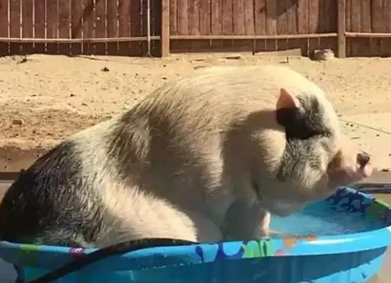 The woman put the pig and the five dogs together, and then four years later she realized she was going in the wrong direction