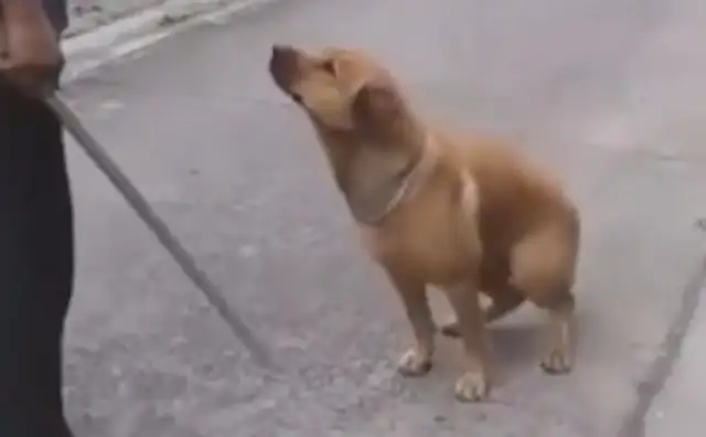 Skindogs love to play at night. Go home and deal with the master of the stick