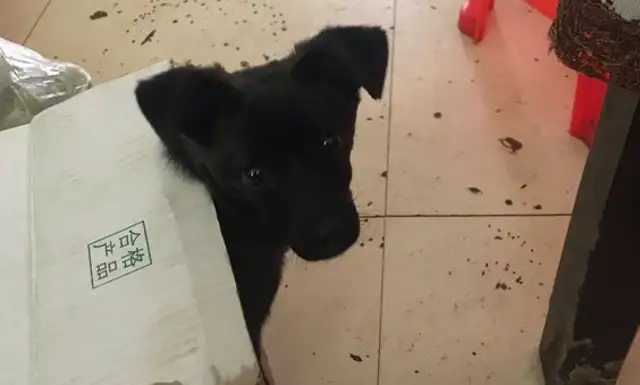 It's like a dog on the side of the road, and the boy calls it