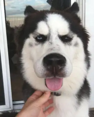 Seeing a dog like this after a bee sting, it makes me cry and cry