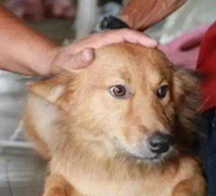 Dogs guard the old man until he's rescued
