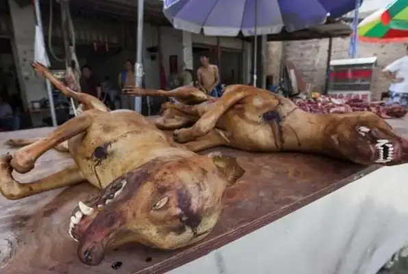Black-hearted traders in slaughterhouses pouring water on dogs to make them worse off