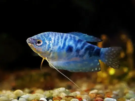 Bluestar Identity Information