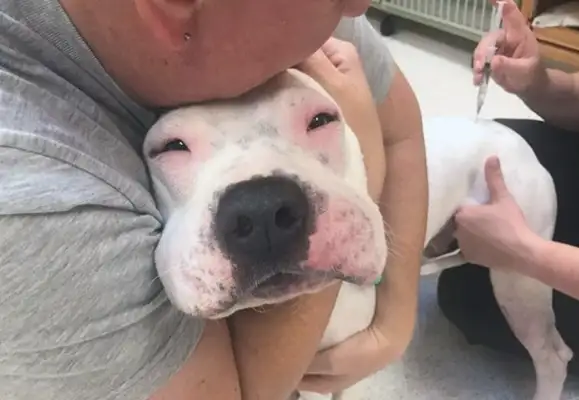 Seeing a dog like this after a bee sting, it makes me cry and cry