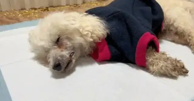 The master is abandoned, saved or abandoned