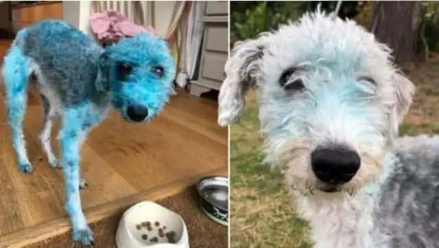 The pet dog rolls in the paint and gets blue for four days