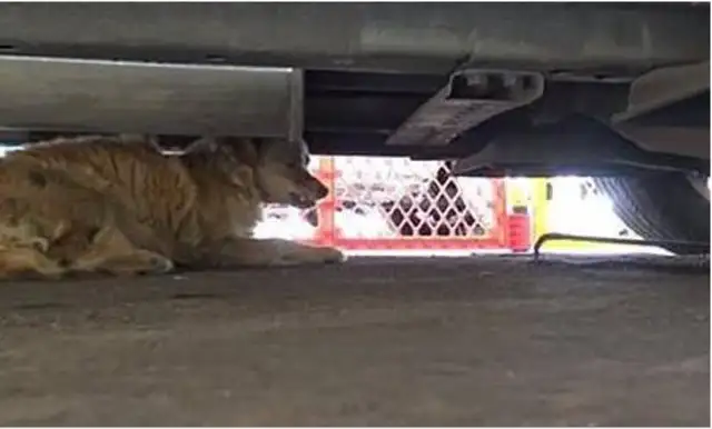 The stray dog hides under the car, and the man comes close, he talks, and he sees his back