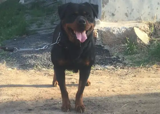 When the dogs left, the family ended up with itself