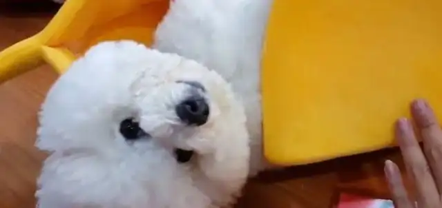 Super cute bear-dogs crawling into a banana break