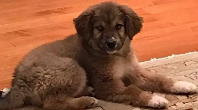 A couple bought a dog online, bought a sick dog for $6,000