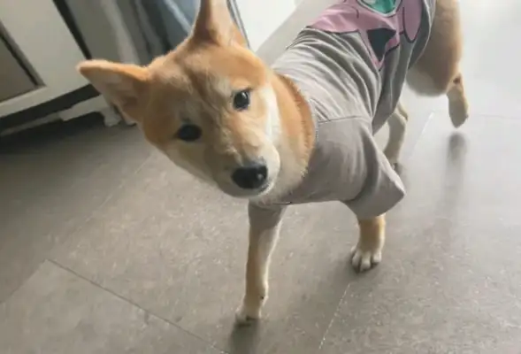 Chai Dog wanted to go out and got upset by the owner