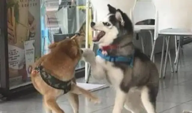 Haski thought the dog was a bully, so he came up and beat him up