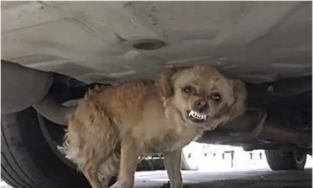 The stray dog hides under the car, and the man comes close, he talks, and he sees his back
