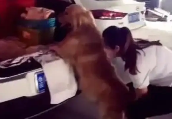 Dogs don't have to be hugged by the heroine to get in the car