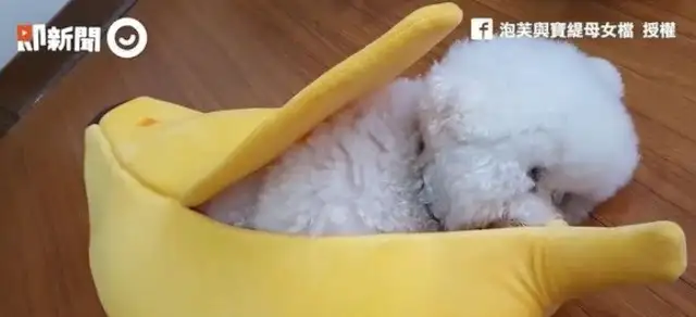 Super cute bear-dogs crawling into a banana break