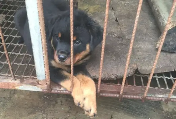 When the dogs left, the family ended up with itself