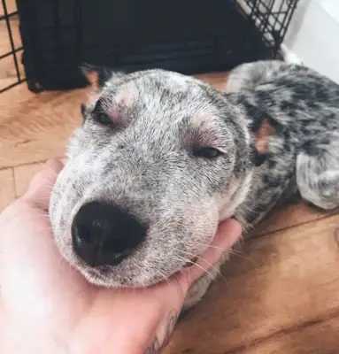Seeing a dog like this after a bee sting, it makes me cry and cry