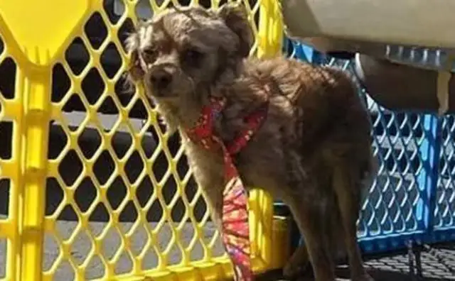 The stray dog hides under the car, and the man comes close, he talks, and he sees his back
