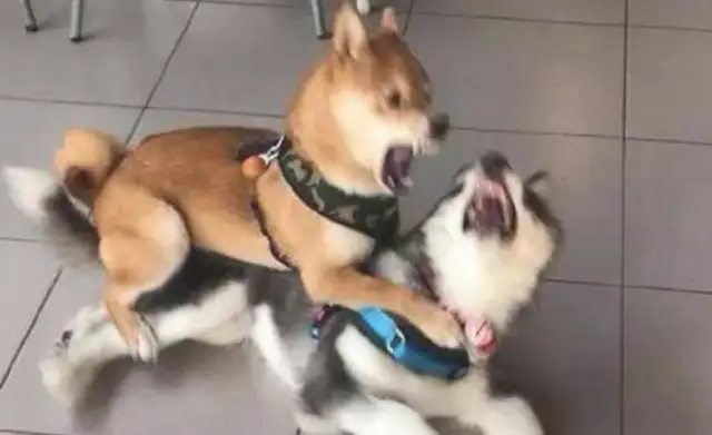 Haski thought the dog was a bully, so he came up and beat him up