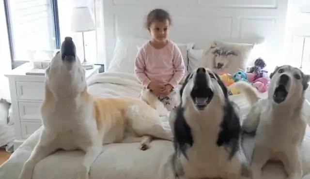 The hospital bed is occupied by the "Dogs"