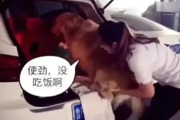 Dogs don't have to be hugged by the heroine to get in the car