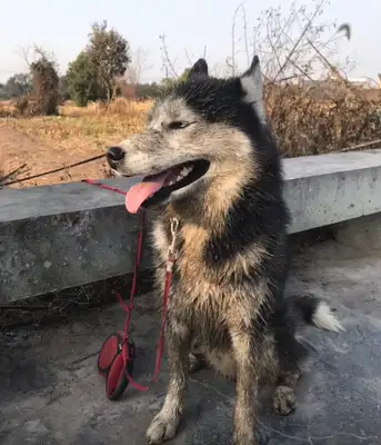 My dog came back to the country for half a day, and he planted half an acre..