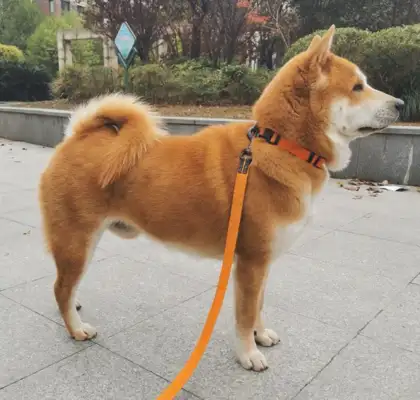 It's not happy to play outside. It's because the owner doesn't want to: I can go drifting