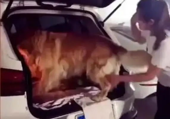 Dogs don't have to be hugged by the heroine to get in the car