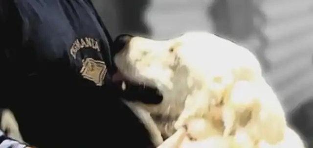 I can't stand a stray dog being arrested and killed