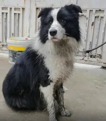 My dog came back to the country for half a day, and he planted half an acre..