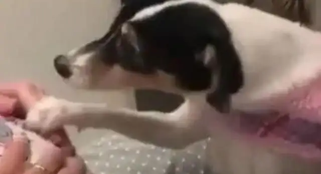 The dog does this every day during her pregnancy