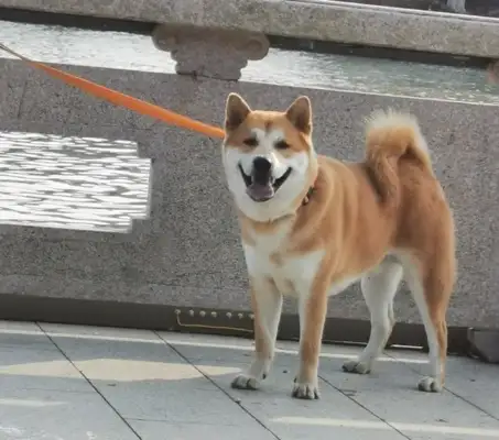 It's not happy to play outside. It's because the owner doesn't want to: I can go drifting