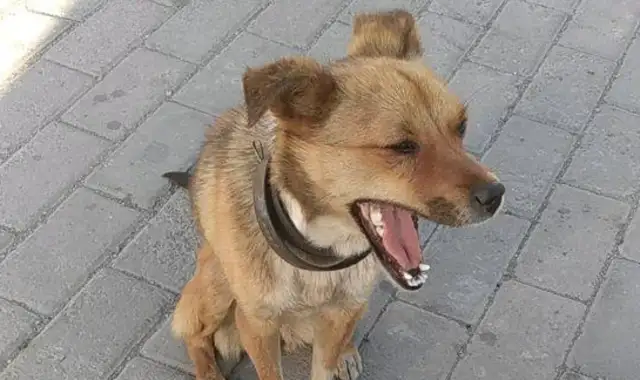 Mother went to the market to get a dog rope and then a dog