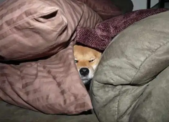 Chai can go online to another family home and get stuck