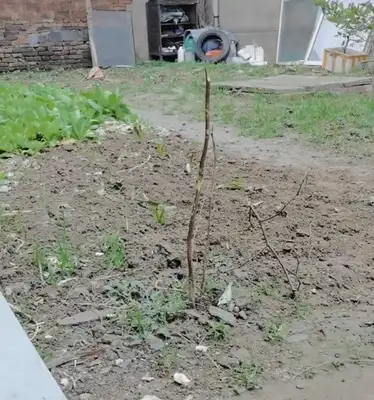 My dog came back to the country for half a day, and he planted half an acre..
