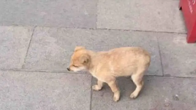 Feeding a stray dog to eat, he picks up food and runs