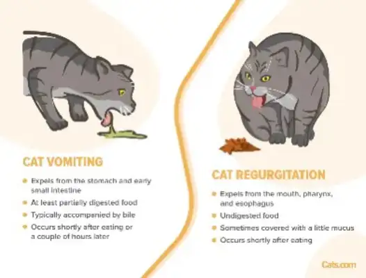 How do we distinguish between cat backstream and vomit? Professional vet told you