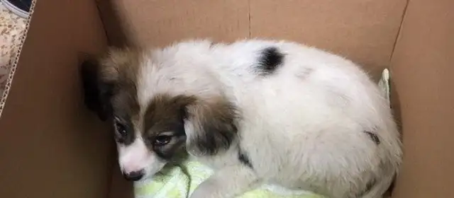 There's nowhere for an orphan puppy to go