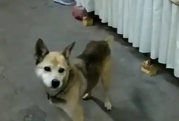 The dog suddenly appeared at Grandpa's Hall, and it was moved. Tears