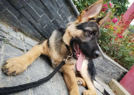 Dejima grew up with a young dog, and he didn't know anything