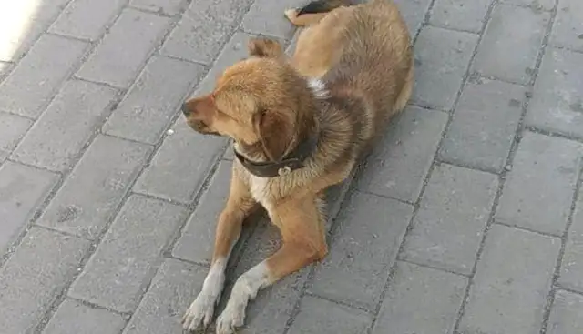 Mother went to the market to get a dog rope and then a dog