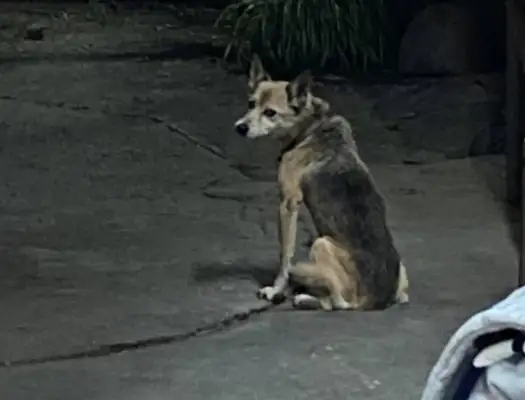 The dog suddenly appeared at Grandpa's Hall, and it was moved. Tears