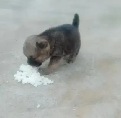 The doggies are abandoned by the master, the good people feed the doggies rice, and the doggies cry