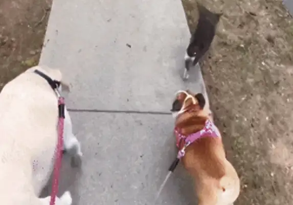 There's only two dogs in the house, and there's three hairy kids walking every day
