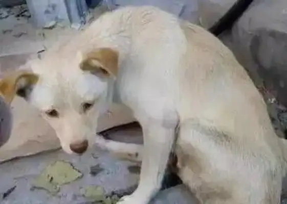 Mothers of stray dogs feed four children alone