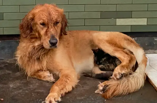 Blondie doesn't want to eat. The owner pretends to let the dog eat. That's my meal