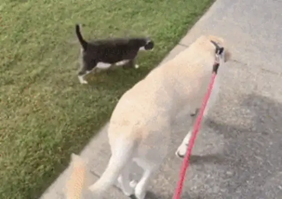 There's only two dogs in the house, and there's three hairy kids walking every day