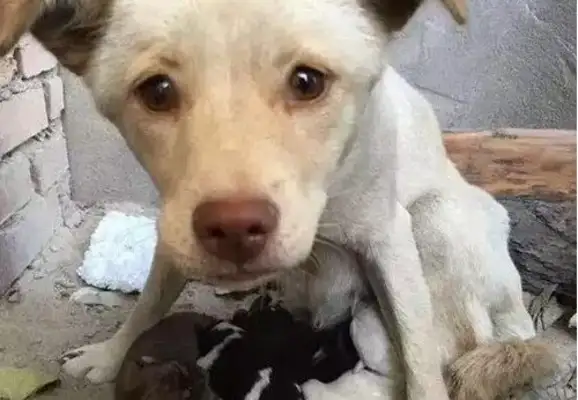 Mothers of stray dogs feed four children alone